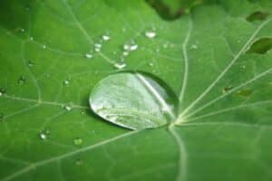 Wassertropfen auf einem grünen Blatt als Symbolbild für Achtsamkeit