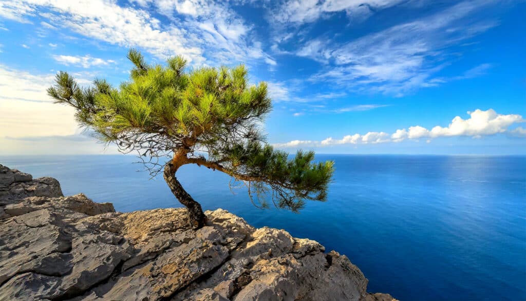 a tree growing on a cliff