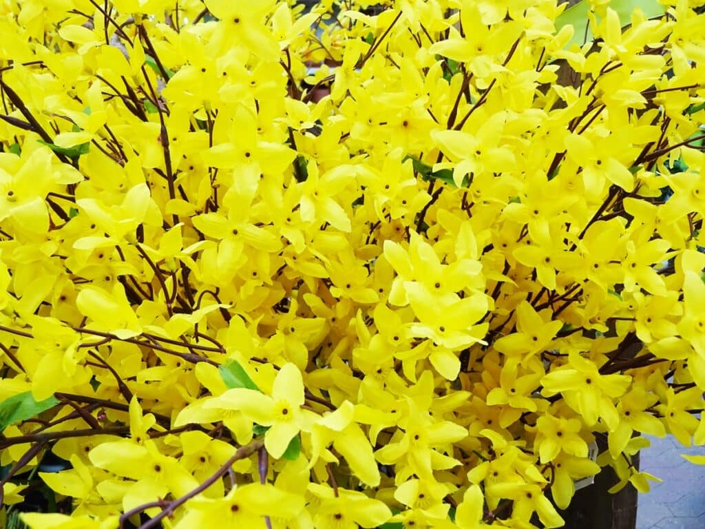 a group of yellow flowers