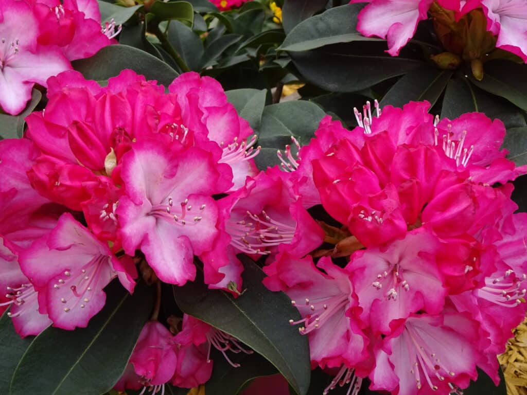 a group of pink flowers