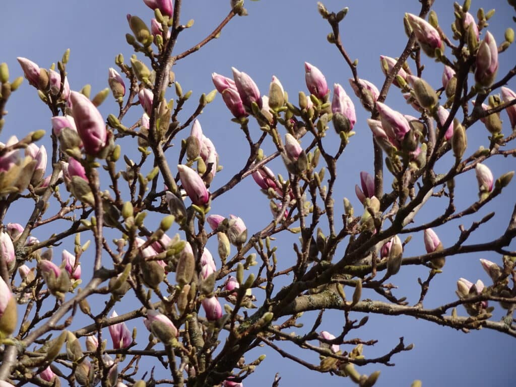 a tree with pink flowers