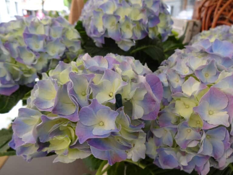 a group of blue and white flowers