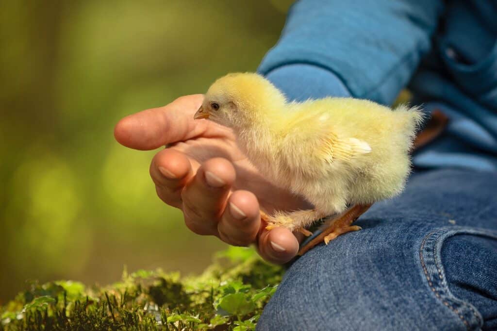 Hand schützt ein Küken als Symbol für das Setzen gesunder Grenzen bei emotionaler Über-Verantwortung