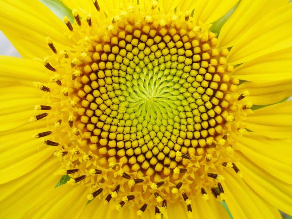 Makrofoto einer Sonnenblume als Symbol für innere Stärke und Selbstvertrauen