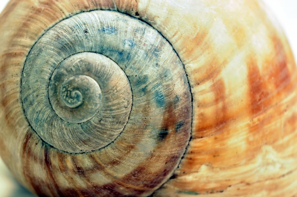 Schneckenhaus mit spiralförmigem Muster als Symbolbild für Überverantwortung
